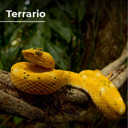 Atracciones_ESPAÑOL_7