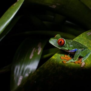 Teleférico + senderos en Veragua Rainforest